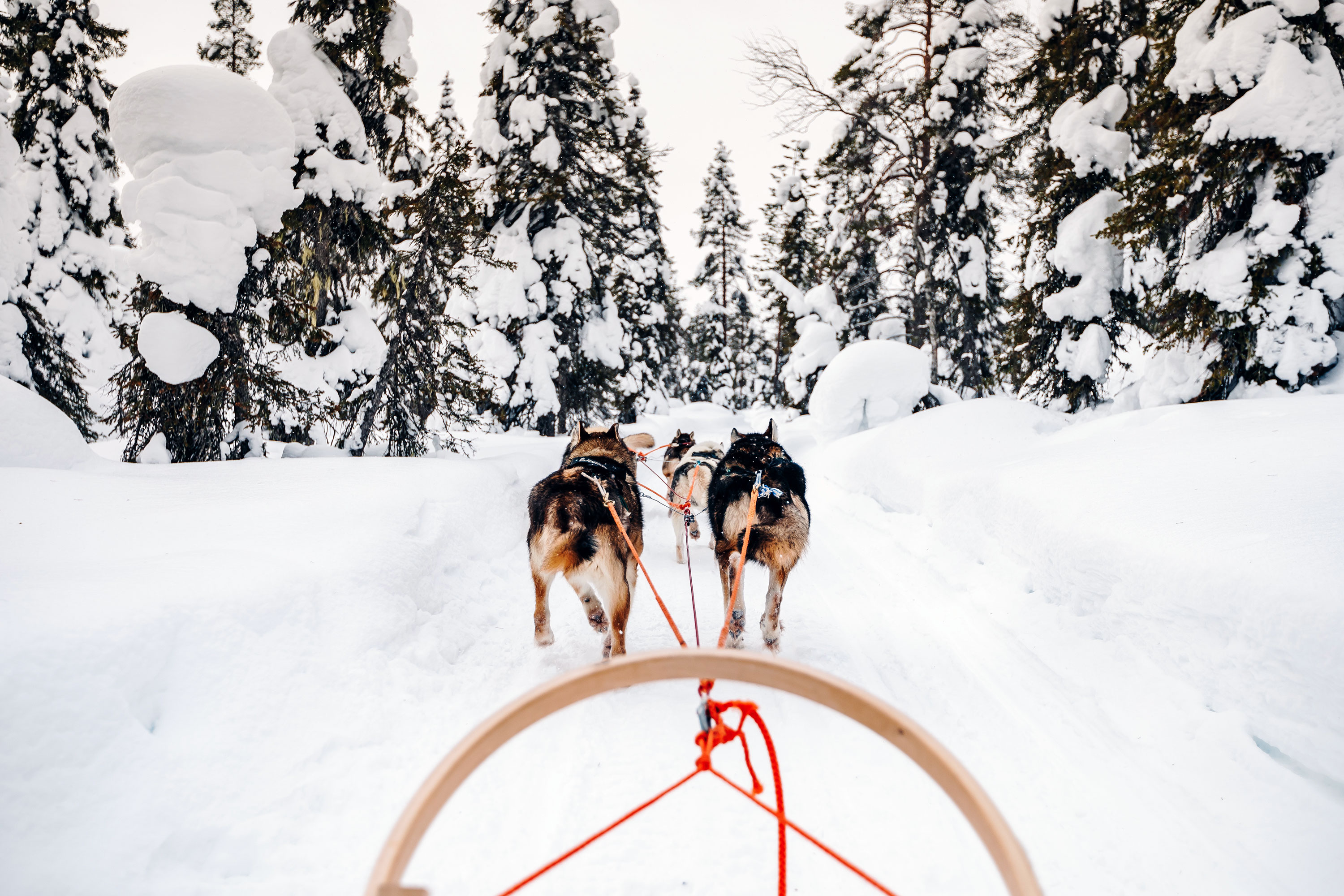 riding-husky-dogs-sledge-snow-winter-forest-finland-lapland.jpg